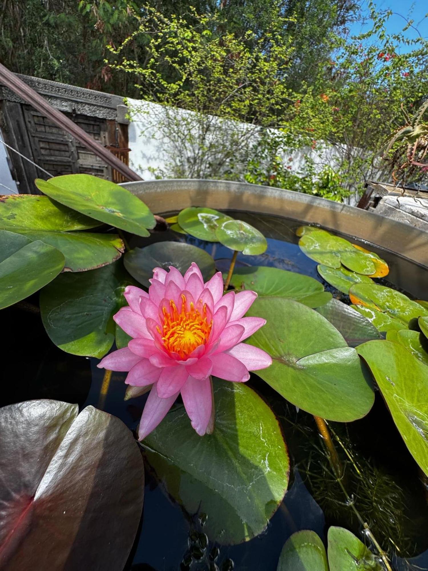 Lotus Garden - Ile De La Reunion Villa Ravine des Cabris Exterior photo